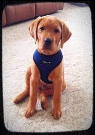 Maybe you would like to learn more about one of these? Fox Red Labrador Puppy Fox Red Labrador Puppy Fox Red Labrador Red Labrador