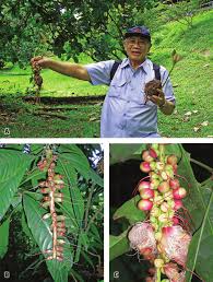 Image result for Barringtonia asiatica