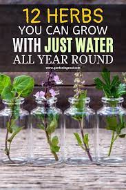 12 Herbs You Can Grow With Just Water All Year Round Plants Grown In Water Growing Plants Indoors Planting Herbs