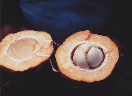 Image result for Dictyophleba ochracea