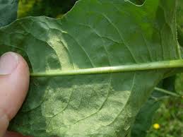 Image result for Berlinia orientalis