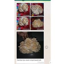 Kulat sisir atau juga dikenali dengan nama cendawan kukur dan kulat sisik. Ready Stok Bongkah Cendawan Sisir Kukur Cendawan Kulat Sisir Organik Bongkah Viral Bertani Kebun Alat Mushroom Tanam Shopee Malaysia
