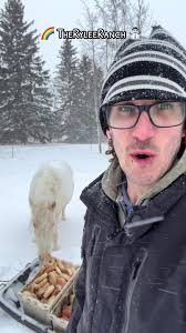 Meet Abigail the Cow at The Rylee Ranch