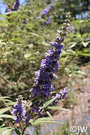 Image result for Vitex amaniensis