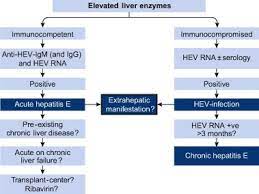 Easl Clinical Practice Guidelines On Hepatitis E Virus Infection Journal Of Hepatology