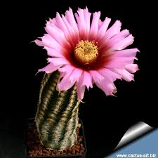 We did not find results for: Echinocereus Reichembachii Var Albertii