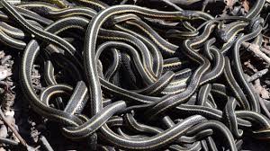 This island in brazil is no place to visit, even if you're not deathly afraid of snakes. Snake Island Is Real And It S Absolutely Terrifying Youtube