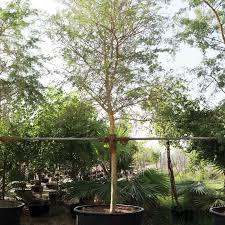 Image result for Acacia xanthophloea