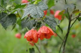 Image result for Abutilon angulatum