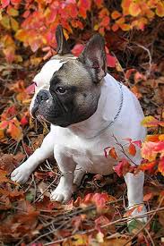 French Bulldog Dog Breed Information