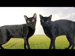 Bombay Cat Black American Shorthair Cat American Bombay Vs British Bombay Cat What S The Difference American Shorthair Cat Bombay Cat Black American Shorthair