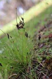 Image result for Schoenus