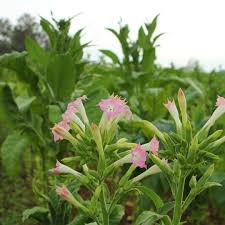 Image result for Nicotiana tabacum