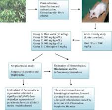 Image result for Lecaniodiscus