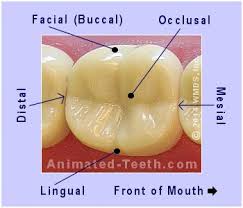 How much time will tooth filling take? Dental Bonding Costs White Fillings Composite Resin Veneers Tooth Surfaces Explained