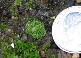 Image result for Sphaerocyperus