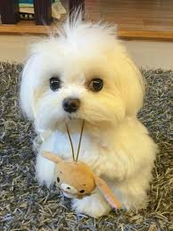 Pin By B Akinyi On Mascotas Cute Animals Cute Puppies Cute Baby Animals