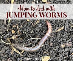 Are looking to add worm farms in your homestead for a constant supply of place the food scraps just beneath the covering. Asian Jumping Worms Vs Earthworms In The Garden