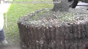 Address, phone number, verdant view farm reviews: Verdant Tree Farm 500g Live Oak Install Youtube