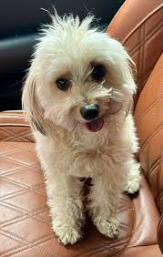 Any help identifying a found pet with a microchip?