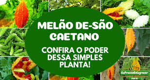 Melão São-Caetano Mata até 98% das Células Cancerígenas - Eu ...