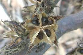 Image result for Hibiscus diversifolius