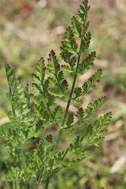 Pin On Forage