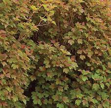 The compact american cranberry viburnum is a great shrub that could fit well in different areas of your landscape. Viburnum Trilobum Bailey Compact Bailey Compact American Cranberrybush Ebert S Greenhouse