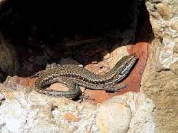 Name stegosaurus (coated plates scaly lizard) is given on the basis of. Eidechse Kiwithek