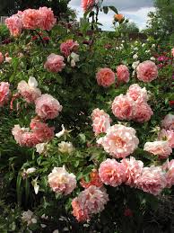 Beautiful Beautiful Roses Garden Ideas Australia Amazing Gardens