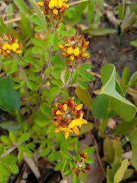 Image result for Crotalaria pisicarpa