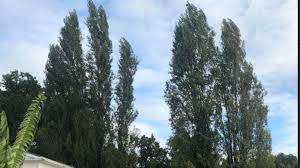 Pour les articles homonymes, voir troubles du voisinage. Petition Pour La Preservation De Notre Environnement Face Au Projet De Construction Avenue De Saige Change Org