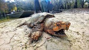 Alligator Snapping Turtle Macrochelys Temminckii Species