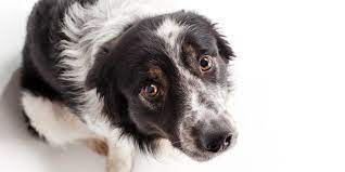 Es heißt ja, nach der kastration kann der rüde noch einmal decken (einen schuß hat er noch ) weiß jemand, wie lange? Kastration Und Sterilisation Bei Hunden Hunde De