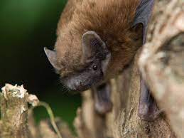 With food available, bats (and other predators) help keep the garden healthy without a chemical arsenal. How To Attract Bats Into Your Garden Saga