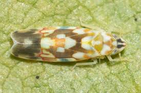 Image result for Erythrococca polyandra