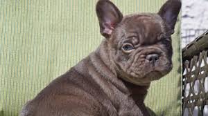 Keep your furry family members healthy as can be with the best dog food for french bulldogs, all lined up and. New Dog Dna Test Cocoa Coat Color Veterinary Genetics Laboratory