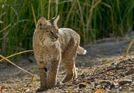 Exotic pet care | bobcats as pets. 13 Furry Facts About Bobcats Mental Floss