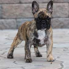 Feb 14, 2019 · french bulldog colors are just one fascinating aspect of this smart, affectionate purebred dog's appeal. The Many Colors Of The French Bulldog Petshotspot Com Brindle French Bulldog Bulldog Puppies French Dogs