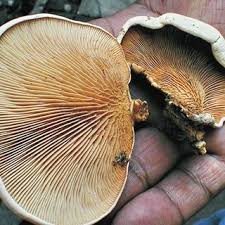 Image result for Paxillus panuoides