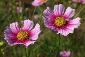 Image result for Cosmos bipinnatus