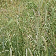 Image result for Panicum wiehei