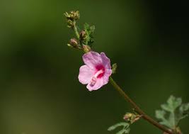 Image result for Urena lobata