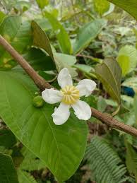 Image result for Bellucia