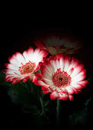 Beautiful Image By Pezibear