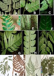 Image result for Arachniodes webbiana