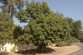 Image result for Trichocladus ellipticus