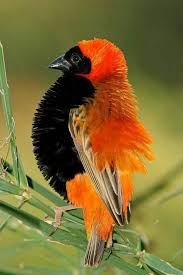 Black Bird With Orange Wings South Africa Fire Crowned Bishop Barhatnyj Tkachik The Black Winged Red Bishop Euplectes Hordeaceus Formerly Known In Southern Beautiful Birds Colorful Birds Birds