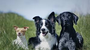 She loves people and (most) dogs. Horrible Hundred Two Siouxland Dog Breeders Listed On Latest Humane Society Report Kmeg