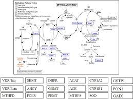 Methylation Pathways Map Detailed Description Of Each